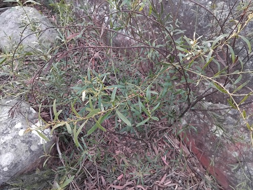 Daviesia corymbosa, photograph 1
