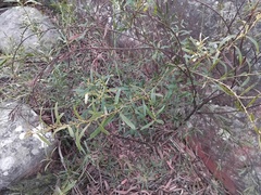 Daviesia corymbosa, photograph (c) Sofia Zvolanek, some rights reserved (CC BY)