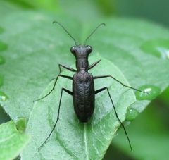 Jansenia prothymoides