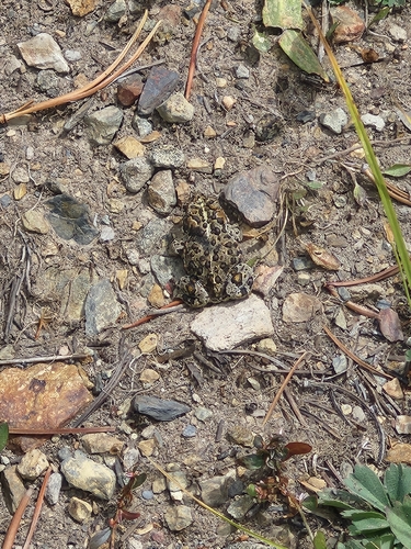 iNaturalist observation photo of Yosemite Toad