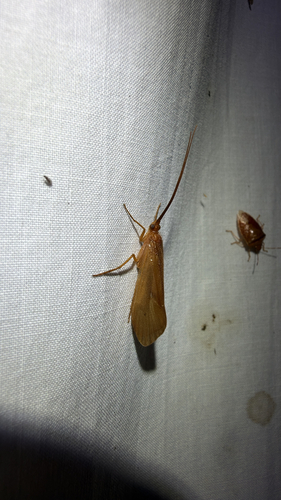 Pycnopsyche antica