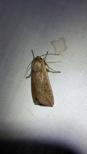 Armyworm Moth