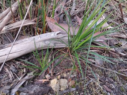 Stylidium graminifolium, photograph 6