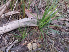 Stylidium graminifolium, photograph (c) Sofia Zvolanek, some rights reserved (CC BY)