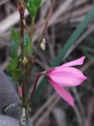 Tetratheca thymifolia, photograph 4