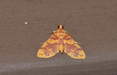 Conogethes haemactalis