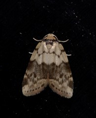 Thallarcha leptographa