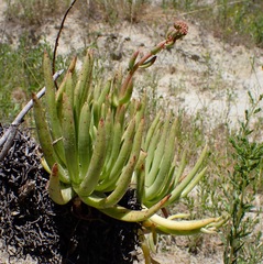 Dudleya viscida