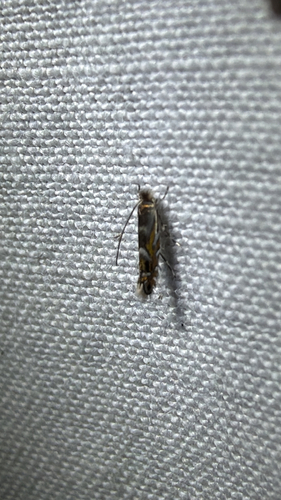Black Locust Leafminer