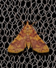 Conogethes haemactalis