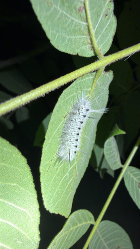 Hickory Tussock Moth