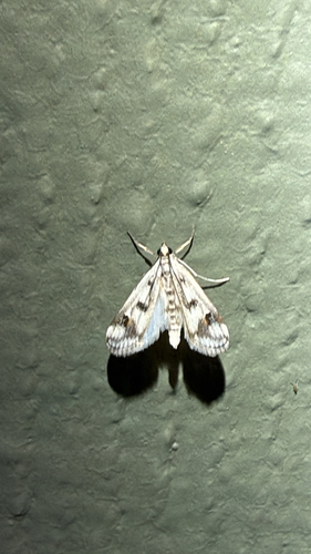 Polymorphic Pondweed Moth