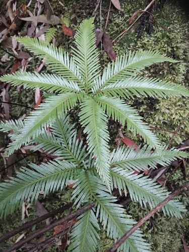 Sticherus flabellatus, photograph 4