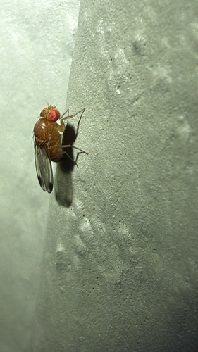 Spotted-winged Drosophila