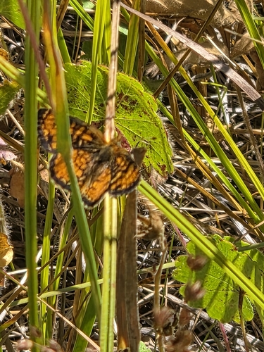 iNaturalist observation photo of Crescents
