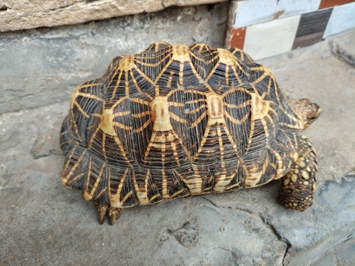 Indian Star Tortoise
