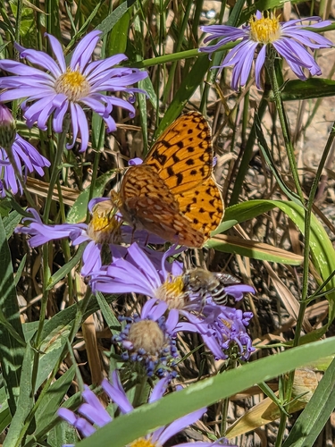 iNaturalist observation photo of Great Basin Fritillary