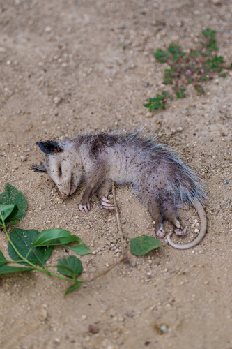 iNaturalist observation photo of Virginia Opossum