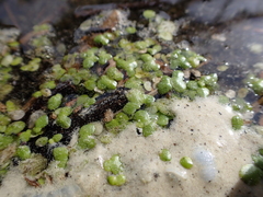 Lemna disperma, photograph (c) Arnim Littek, some rights reserved (CC BY)