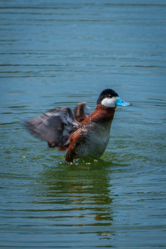 iNaturalist observation photo of Ruddy Duck