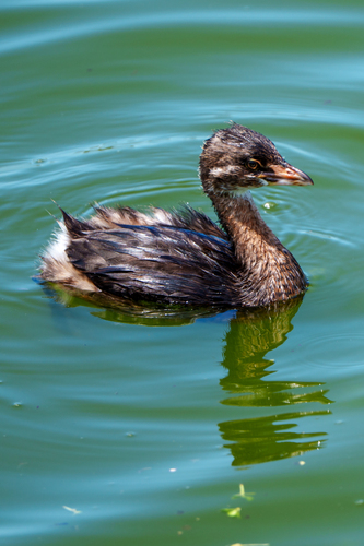 iNaturalist observation photo of Pied-billed Grebe