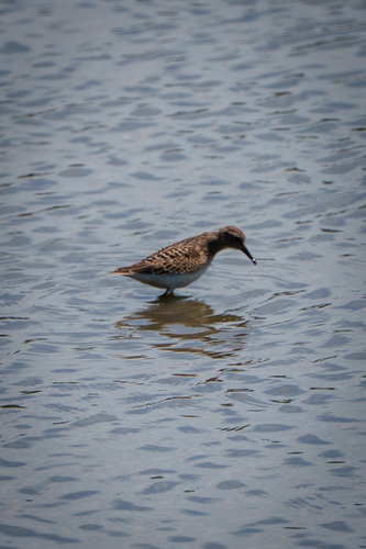 iNaturalist observation photo of Least Sandpiper