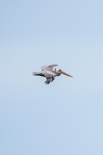 iNaturalist observation photo of Brown Pelican
