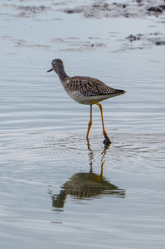 iNaturalist observation photo of Greater Yellowlegs