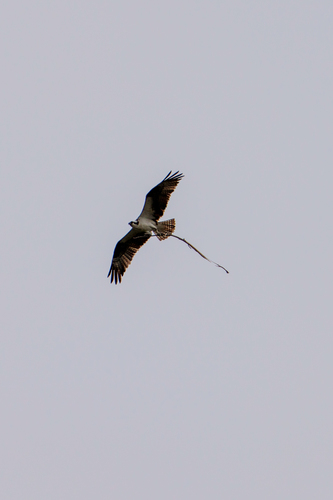iNaturalist observation photo of Osprey