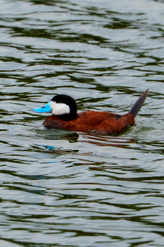 iNaturalist observation photo of Ruddy Duck