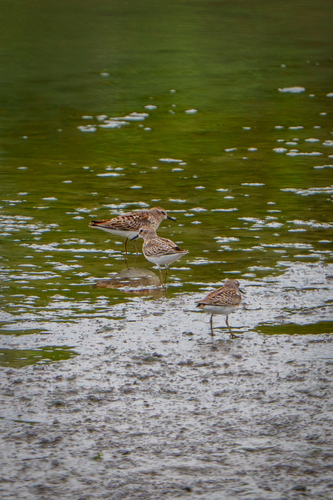 iNaturalist observation photo of Least Sandpiper