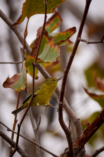 iNaturalist observation photo of Orange-crowned Warbler