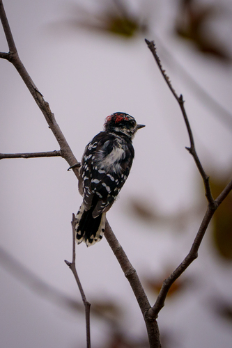 iNaturalist observation photo of Downy Woodpecker