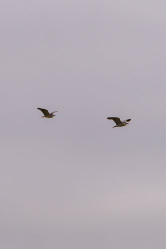 iNaturalist observation photo of Black-crowned Night Heron