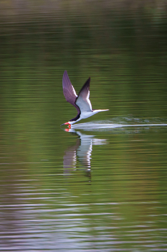 iNaturalist observation photo of Black Skimmer