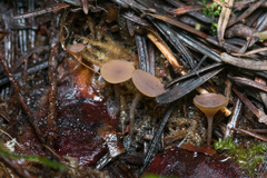 Ciboria rufofusca