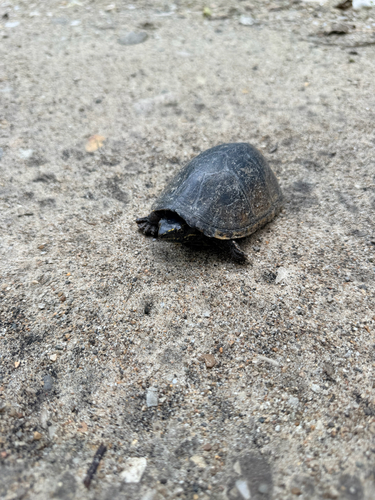 Eastern Musk Turtle
