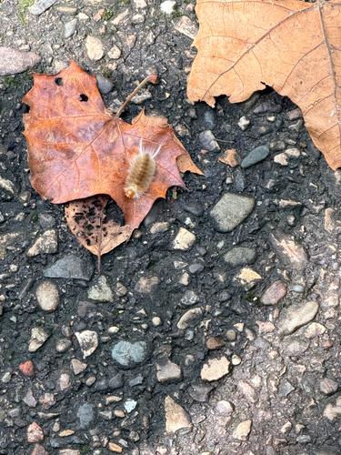 Sycamore Tussock Moth