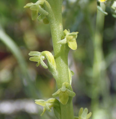 Platanthera cooperi