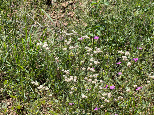 Eriogonum abertianum, photograph 3