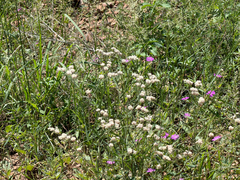 Eriogonum abertianum, photograph (c) CK2AZ, some rights reserved (CC BY)