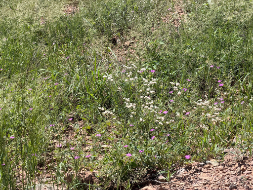 Eriogonum abertianum, photograph 4