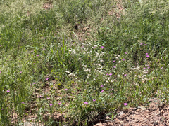 Eriogonum abertianum, photograph (c) CK2AZ, some rights reserved (CC BY)
