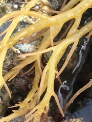 Sarcodiotheca