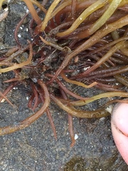 Sarcodiotheca