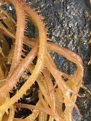 Sarcodiotheca