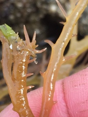 Sarcodiotheca