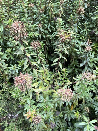 Rhododendron columbianum, photograph 5