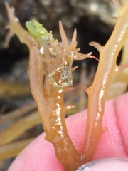Sarcodiotheca