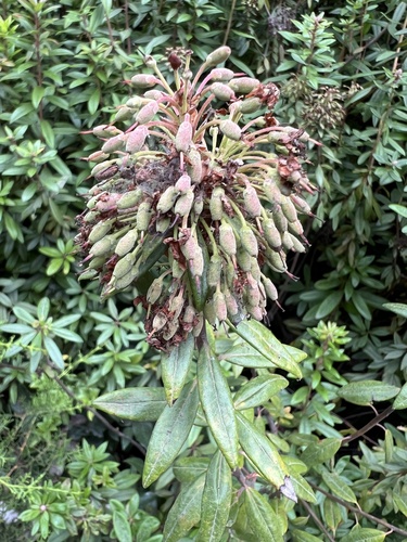 Rhododendron columbianum, photograph 6